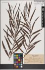 Foto von Salix fluviatilis Nutt.
